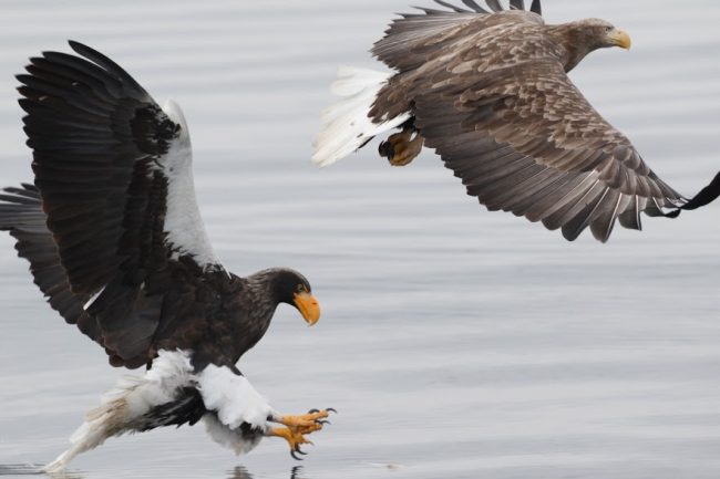 Stellar's and White-tailed Eagles, Rausu 2018. Gunnar Engblom