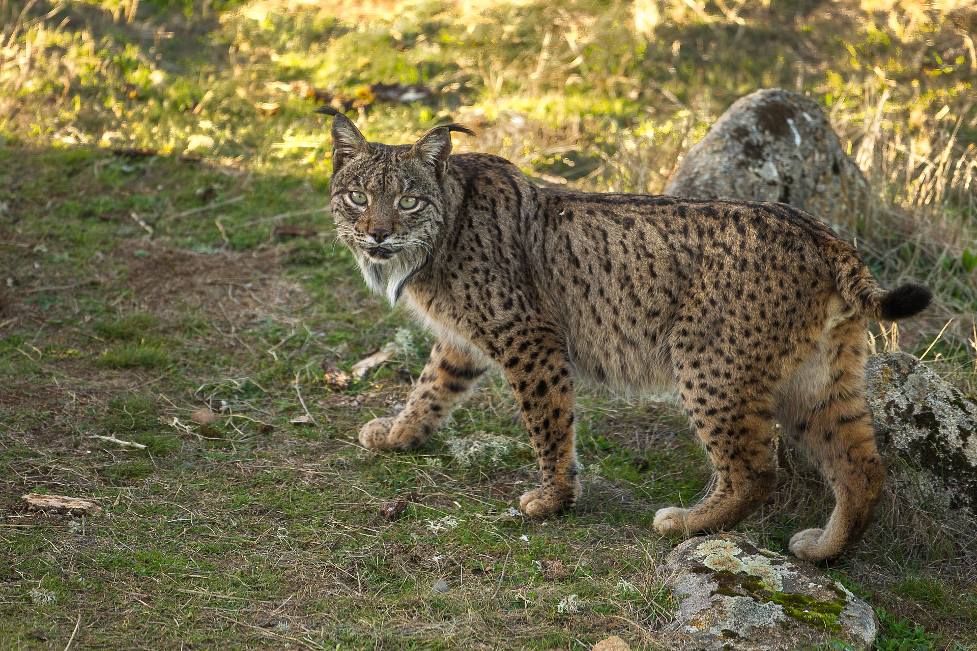 Iberian Lynx Alhambra And Raptor Bonanza 7 Wonders Birding Tours