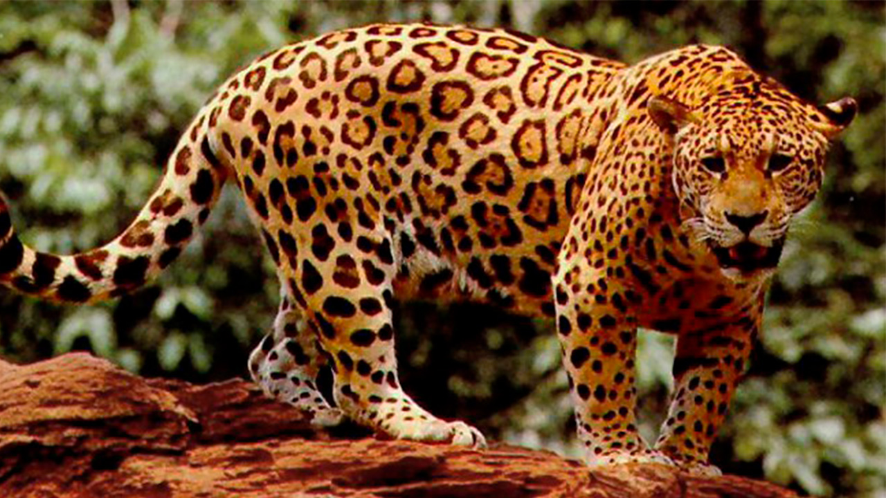 jaguar