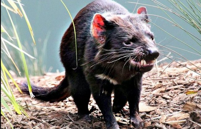 Tasmanian Devil. Susan. Janus Serendipity on Flickr. Creative Commons