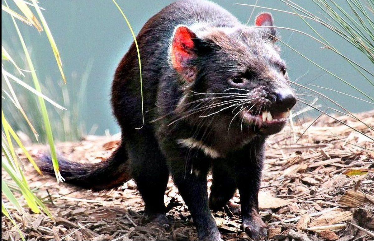 Tasmanian Devil. Susan. Janus Serendipity on Flickr. Creative Commons