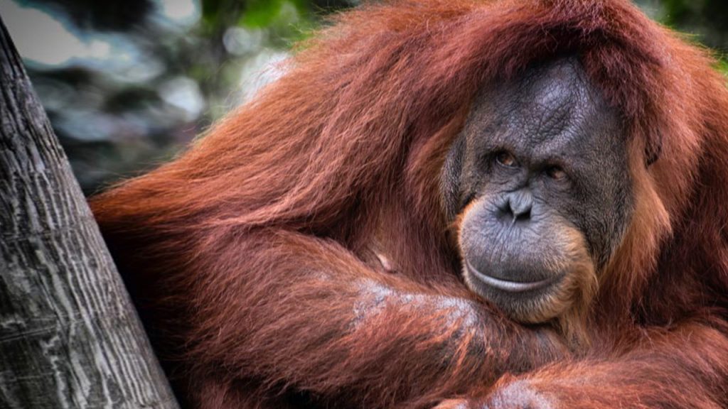 Wild lowland Borneo: Orangutan, Proboscis Monkey, Pygmy Elephant ...