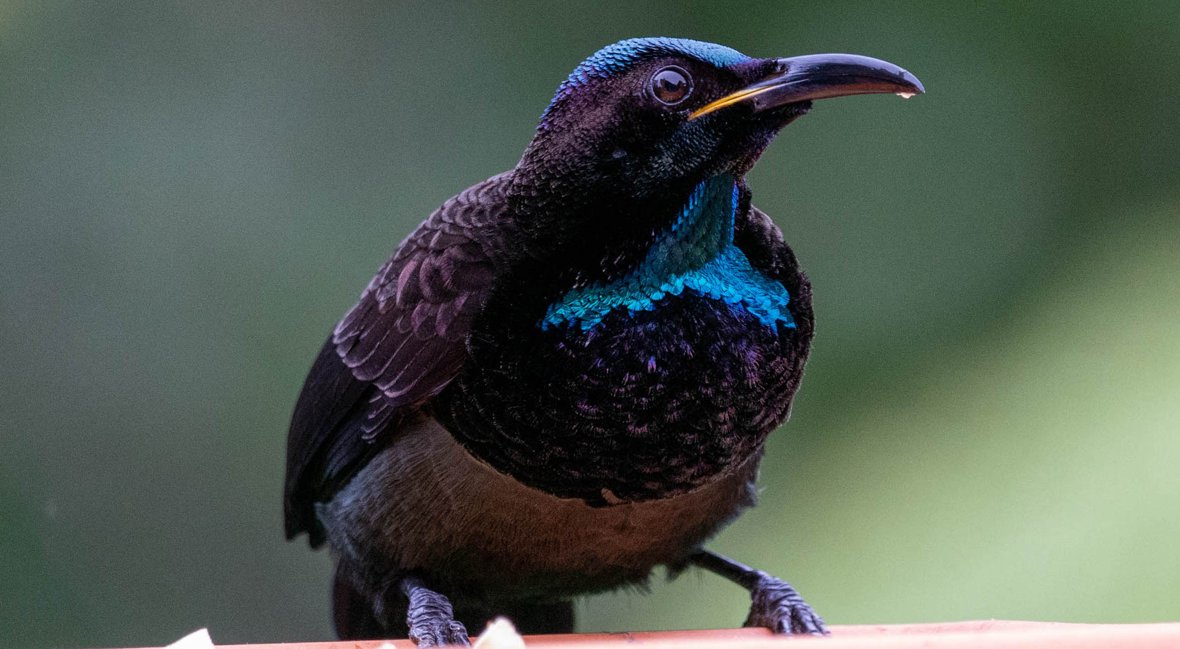 Victoria's Riflebird (Ptiloris victoriae). Rohan