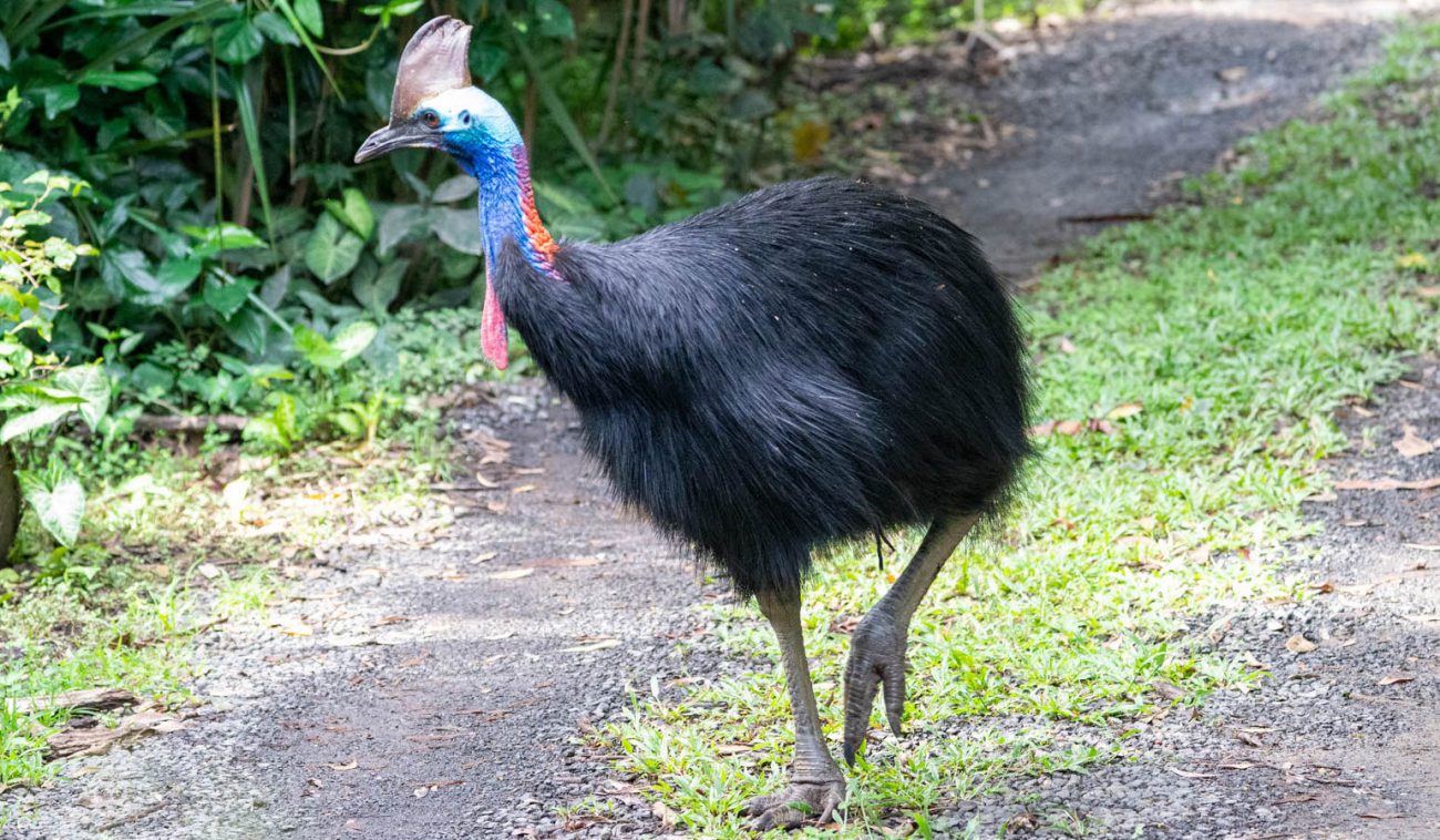 Australasia Archives - 7 Wonders Birding Tours