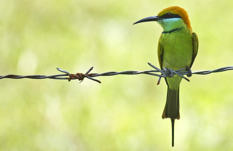 Green Bee-eater - Merops orientalis. Anton Croos. Art of Photography Blog. Wikimedia. Creative Commons Attribution-Share Alike 4.0