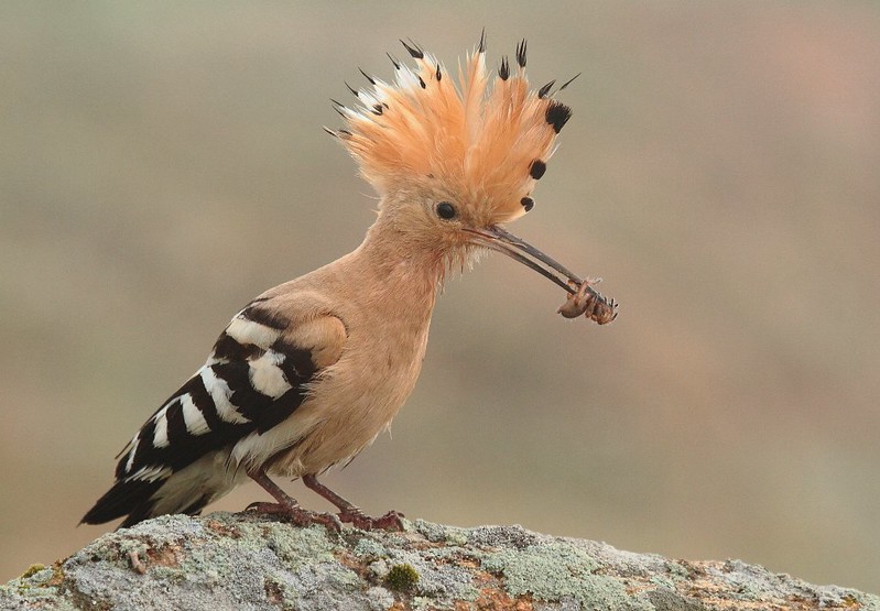 Common Hoopoe (Upupa epops) with an insect. Artemy Voikhansky. Creative Commons 3.0