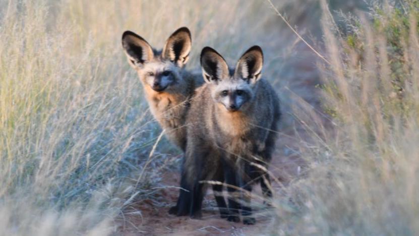 Bat-eared Fox at Marrick Safari - Trevor Datnow