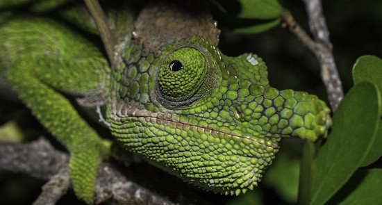 Antimena Chameleon. Ken Behrens