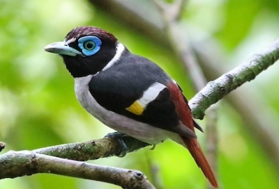 Mindanao Wattled Broadbill - Pete Simpson