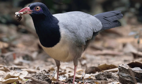 Coral-billed-Ground-Cuckoo-1 copy