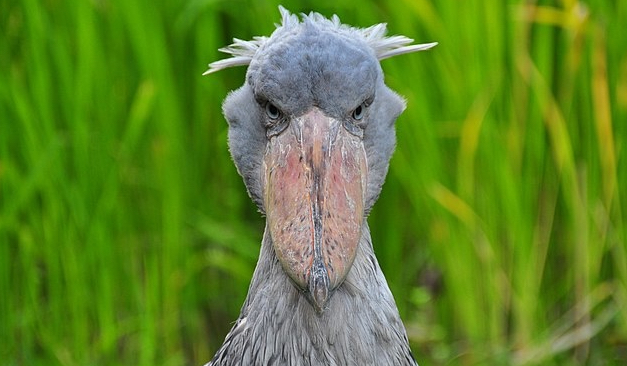 Shoebill Balaeniceps rex. By Olaf Oliviero Riemer, CC BY-SA 3.0, https://commons.wikimedia.org/w/index.php?curid=18375332