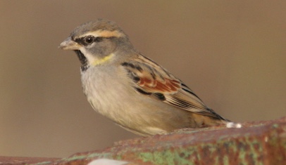 Dead Sea Sparrow by Marcel Holyoak