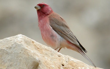 Sinai Rosefinch Carpodacus synoicus by LennyWorthington