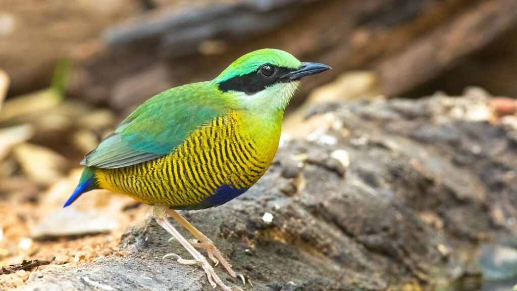 Bar-bellied Pitta perched on a rock in lowland forest