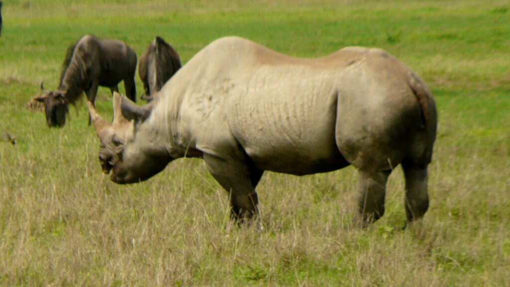 Black Rhinoceros grazing on the floor of the Ngorongoro Crater with wildebeest behind