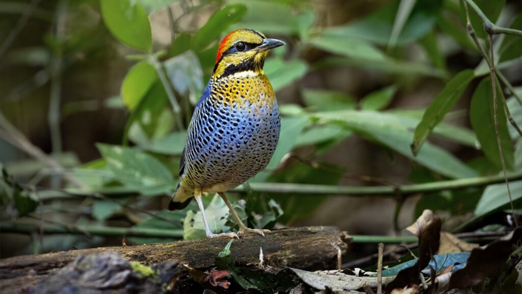 Blue Pitta of the race willoughbyi perched on a log at Nui San Pass, Di Linh, Vietnam