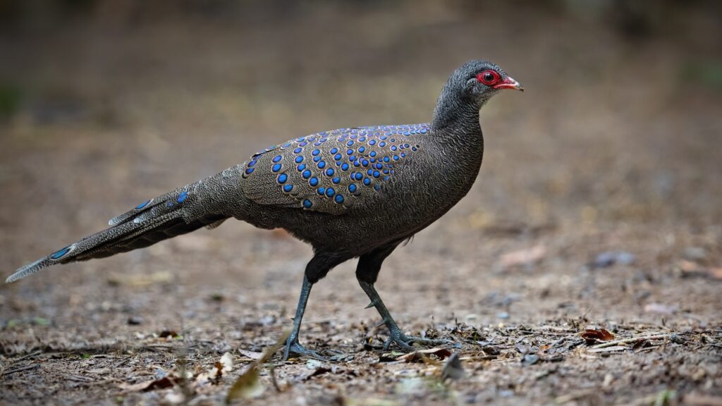 Male Germain's Peacock-Pheasant walking on the forest floor at Cat Tien, Vietnam