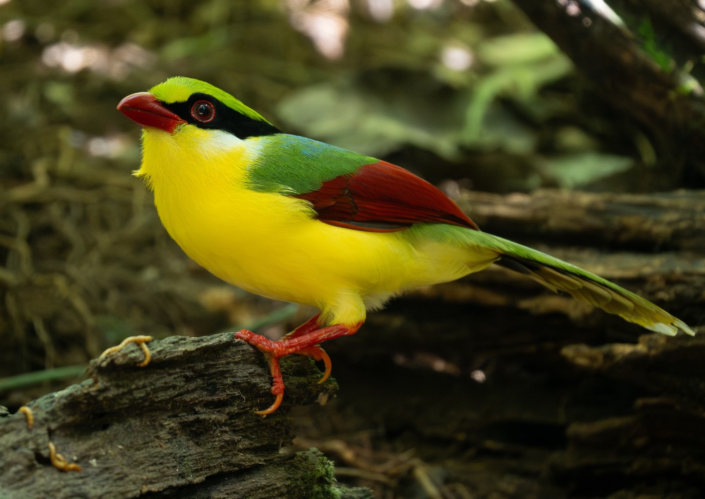 Indochinese Green Magpie at Da Lat, Vietnam