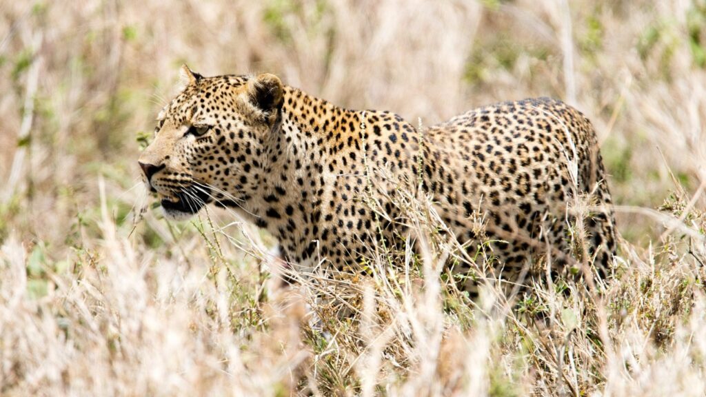 Leopard walking through grass in the Seronera Valley, Serengeti National Park
