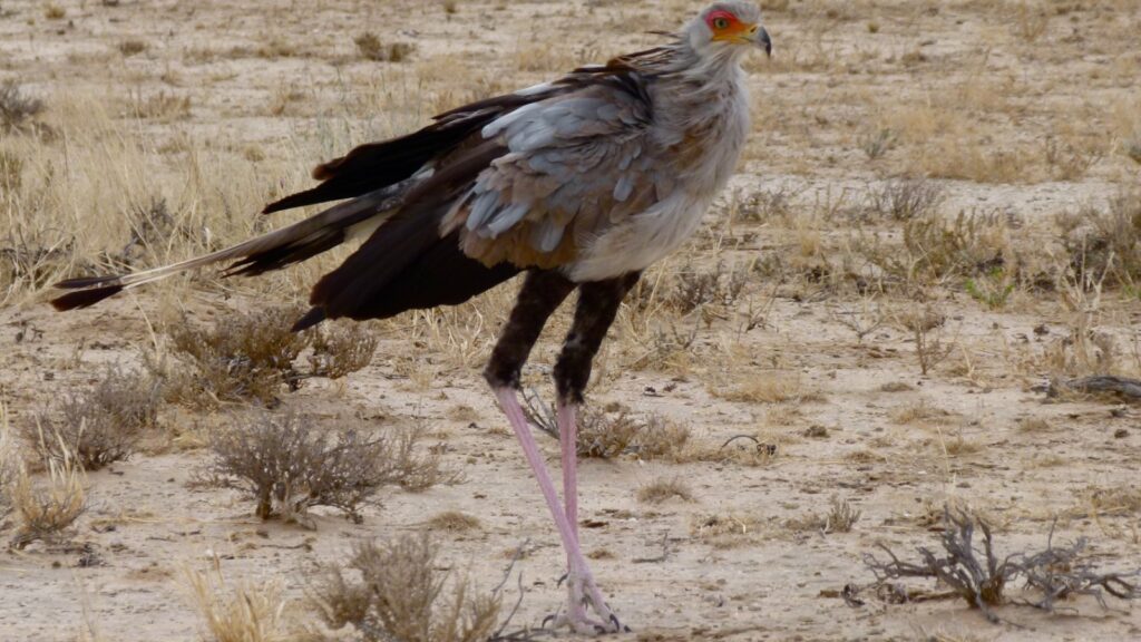 Secretarybird walking across open savanna showing its long pink legs