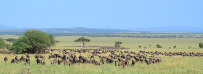 Wildebeest migration crossing the open Serengeti plains with acacias and distant hills