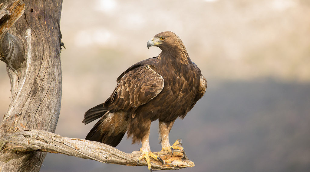 Birds of prey in Southern Spain - WILD ANDALUCIA BIRDING TOURS