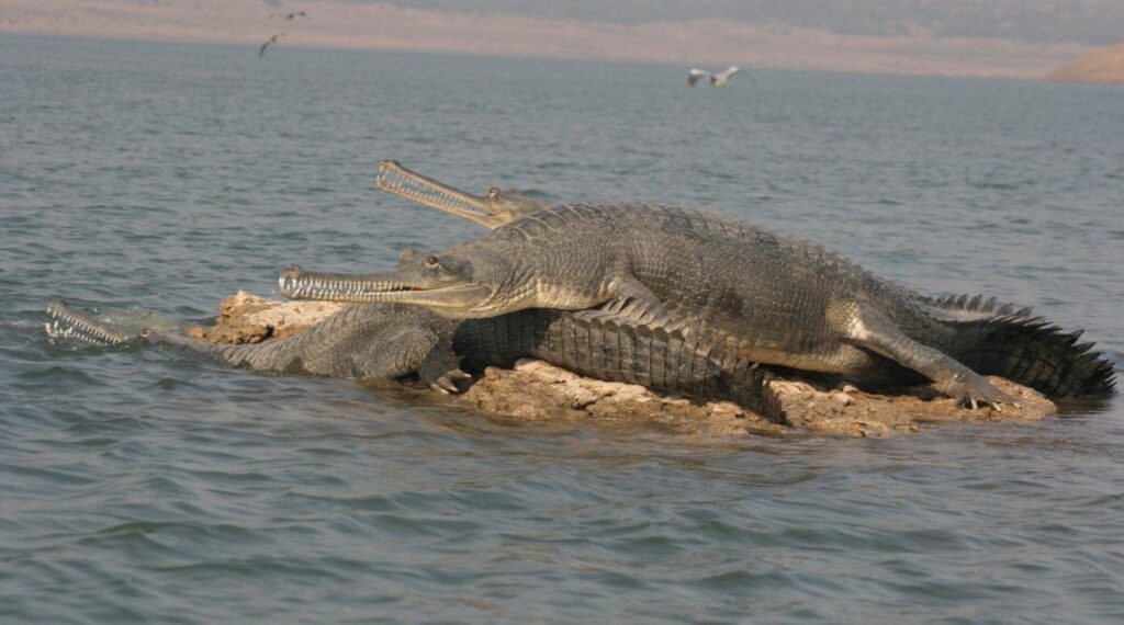 Chambal-River-Gharials-2.jpg