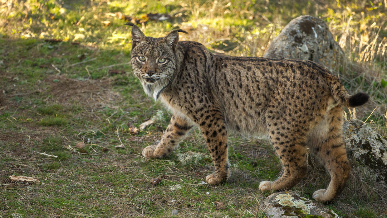 Iberian lynx_01