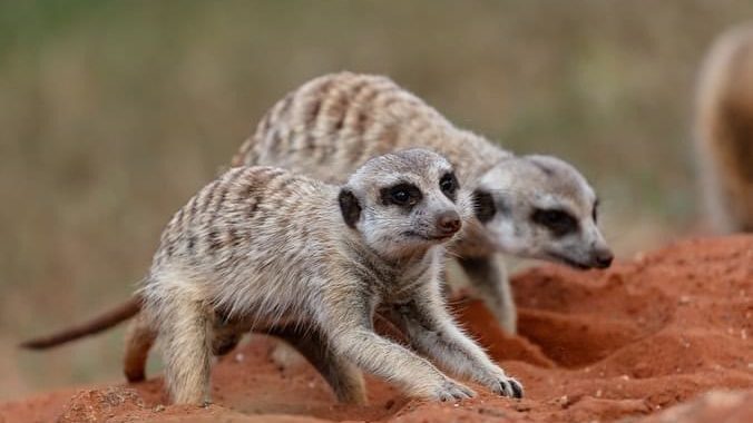 Meerkat at Marrick Safari - Trevor Datnow